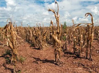 Parcelle agricole en fenêtre critique
