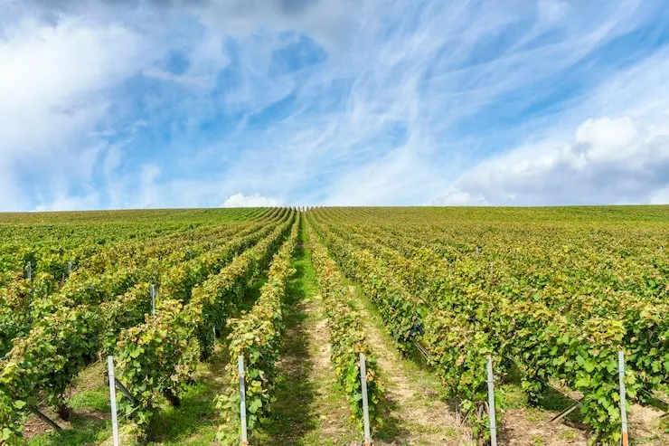 Vignes agricoles